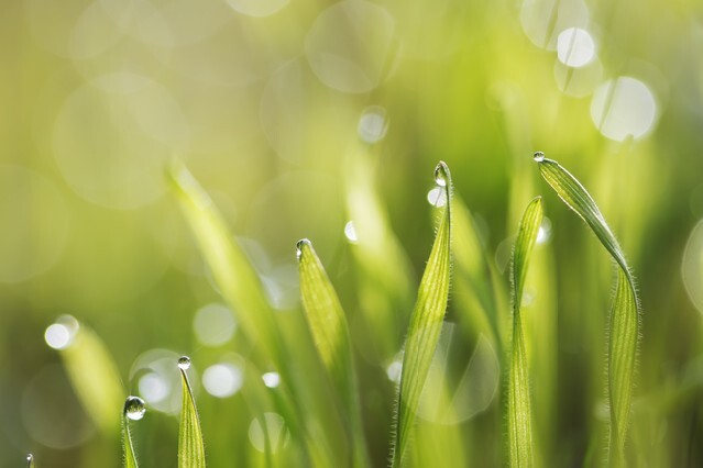 Green fresh grass in morning dew with natural bokeh